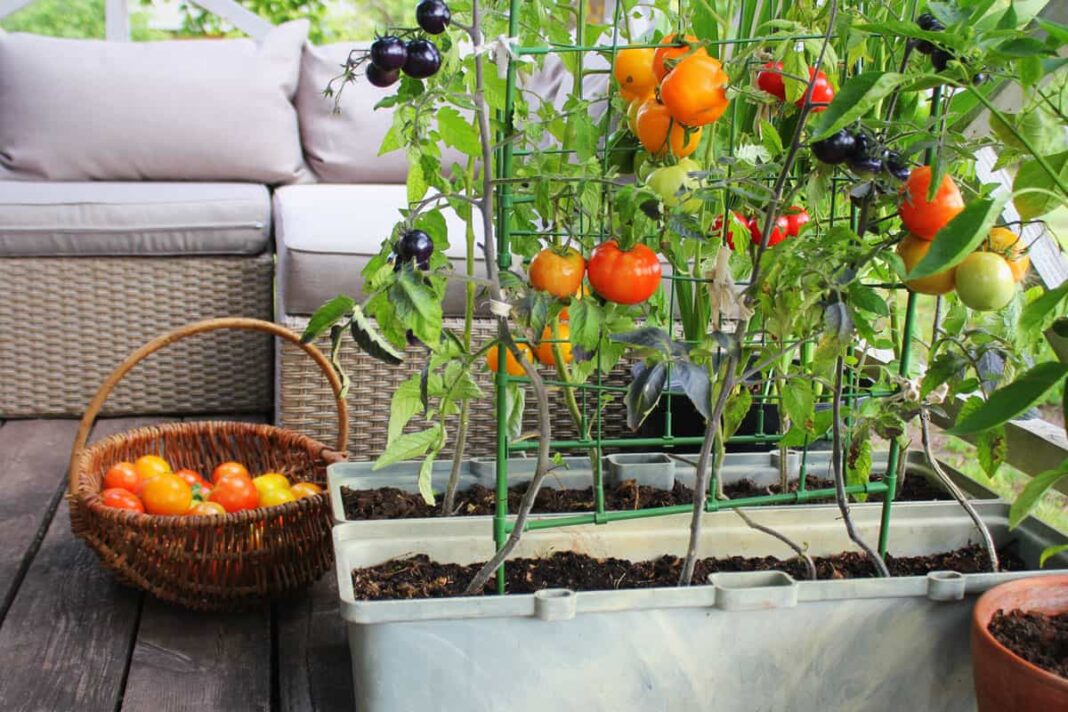 Welche Tomaten eignen sich für den Balkon? Ein umfassender Leitfaden zur Auswahl und zum Anbau