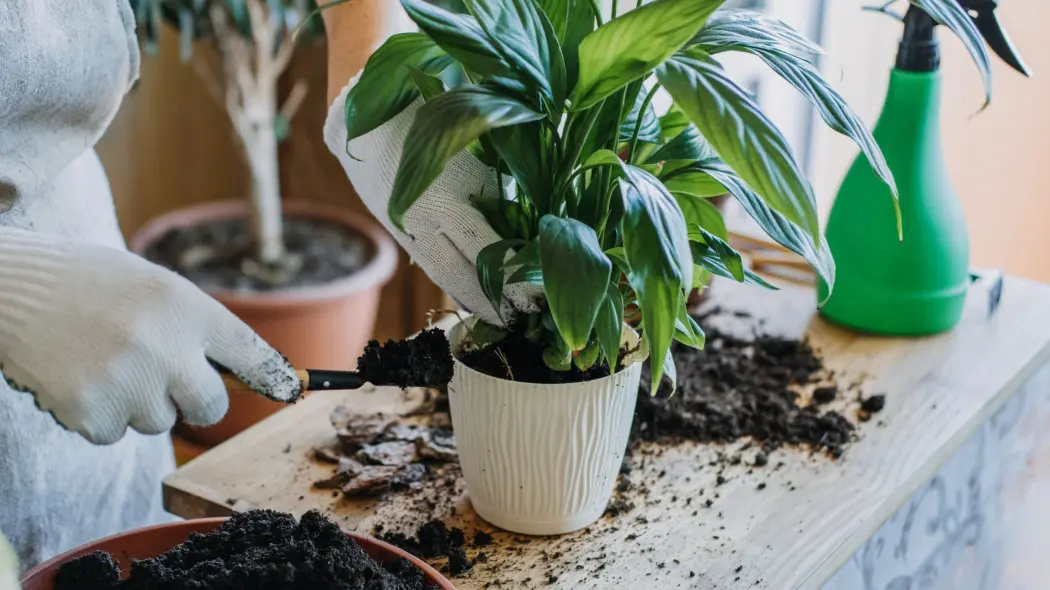 Welches Substrat eignet sich für die Spathiphyllum? Der Schlüssel zu gesundem Wachstum und schönen Blüten