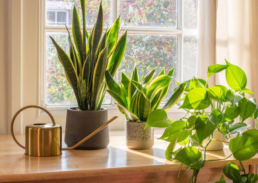Welche Blumen eignen sich für die Fensterbank in der Küche? Ein grüner Akzent im Herzen des Hauses