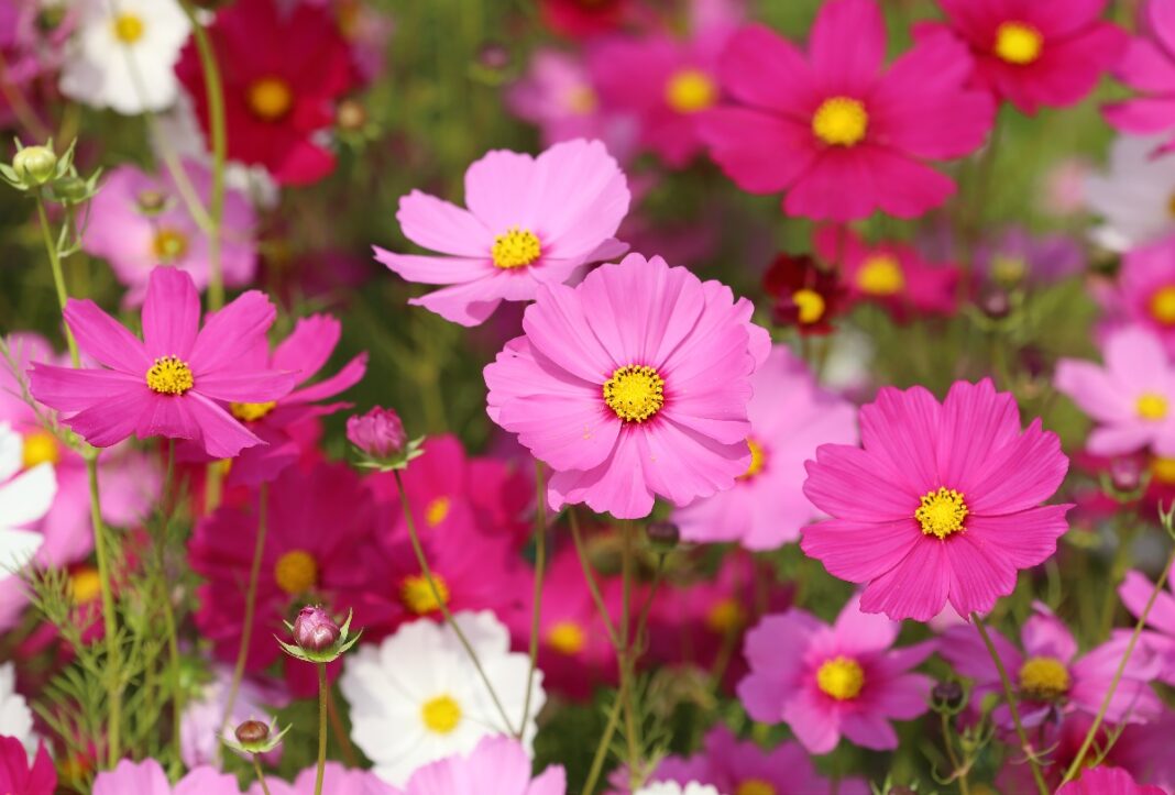 Welche Blumen sollte man im Februar aussäen? Ein umfassender Leitfaden zur frühen Aussaat und zu Setzlingen