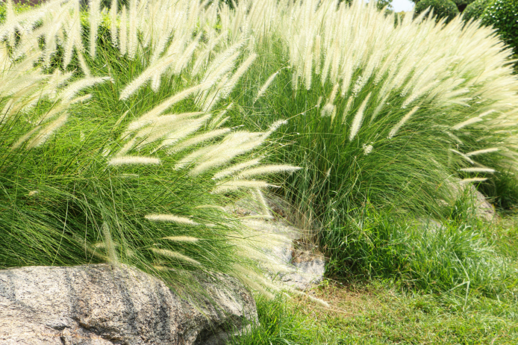 Welche Gräser eignen sich für den Garten? Ein Leitfaden zu Arten und Verwendungsmöglichkeiten