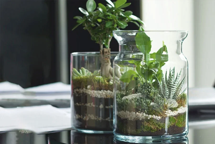 Welche Pflanzen eignen sich für einen Wald im Glas? Dein Leitfaden für ein Miniatur-Ökosystem
