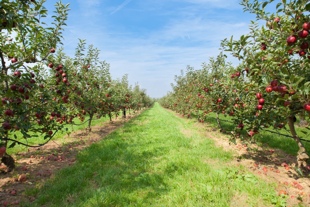 Welcher Dünger eignet sich im Frühjahr für Obstbäume? Ratgeber und Auswahl