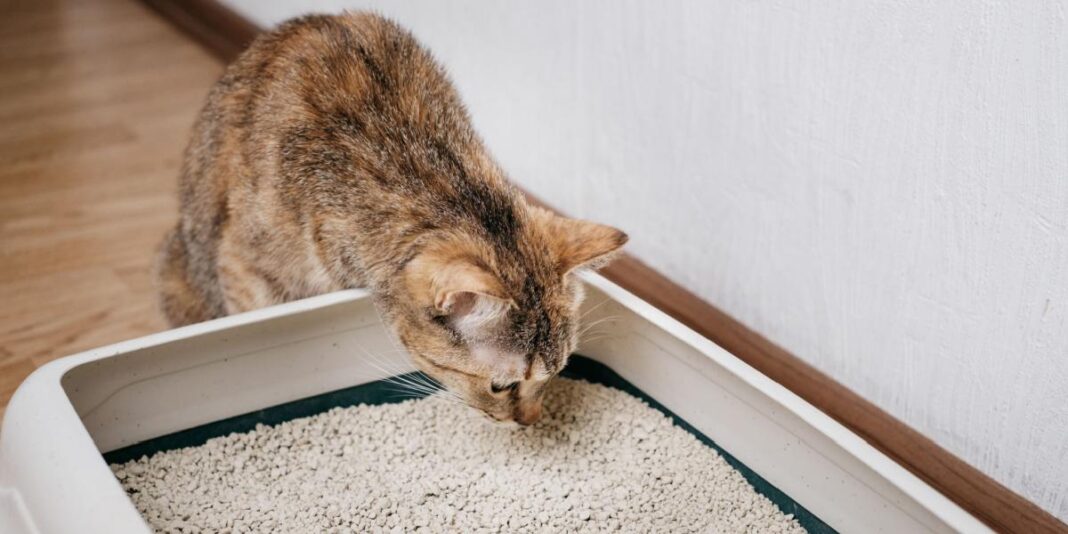 Welcher Geruch hält Katzen davon ab, zu pinkeln? Bewährte Methoden und Hausmittel